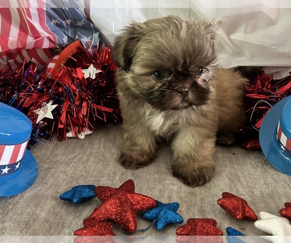 Medium Photo #4 Shih Tzu Puppy For Sale in DENTON, MD, USA