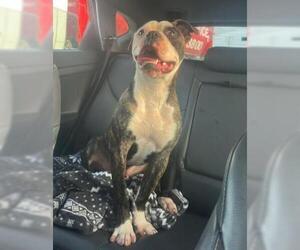 Boxer Dogs for adoption in Derwood, MD, USA