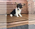 Small Pembroke Welsh Corgi