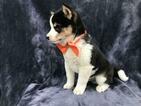 Small Photo #23 Shiba Inu Puppy For Sale in ELDORA, PA, USA