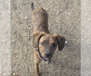 Mutt Dogs for adoption in Conway, AR, USA