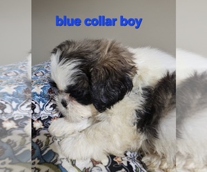 Medium Shih Tzu