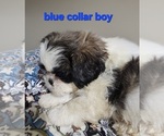 Puppy 4 Shih Tzu