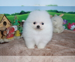 Small Photo #3 Pomeranian Puppy For Sale in DALLAS, TX, USA