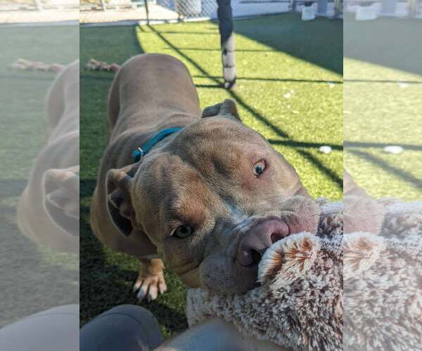 Medium Photo #3 Mutt Puppy For Sale in Hillsboro, NH, USA