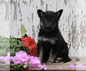 German Shepherd Dog-Siberian Husky Mix Puppy for sale in FREDERICKSBURG, OH, USA