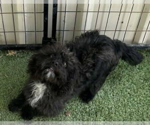 Mutt Dogs for adoption in Cranston, RI, USA