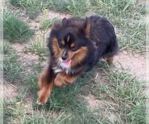 Father of the Miniature Australian Shepherd puppies born on 12/19/2025