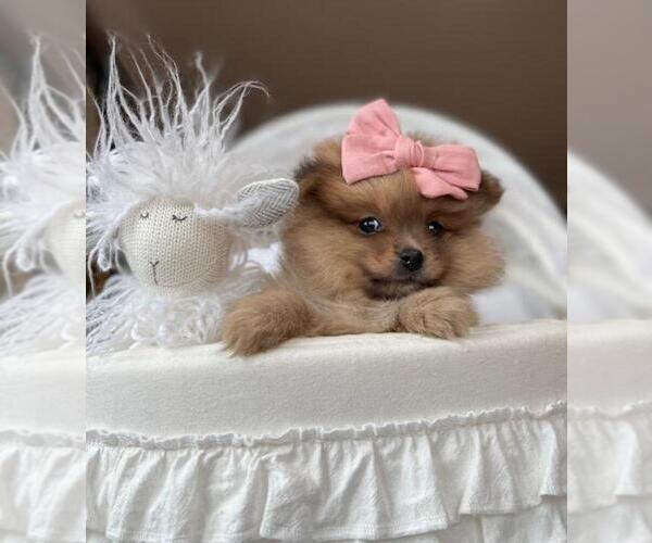 Medium Photo #12 Pomeranian Puppy For Sale in NAPLES, FL, USA