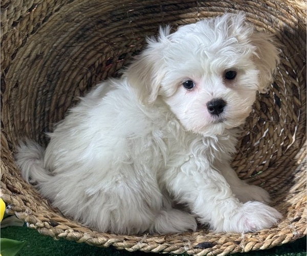 Medium Photo #4 La-Chon Puppy For Sale in CANOGA, NY, USA