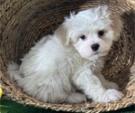 Small #3 La-Chon