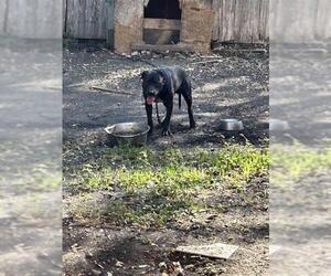 American Staffordshire Terrier Dogs for adoption in San Antonio, TX, USA