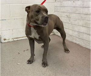 Medium American Pit Bull Terrier