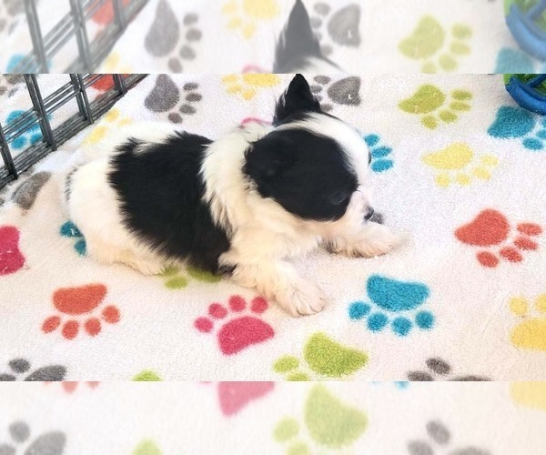 Medium Photo #8 Papitese Puppy For Sale in ORO VALLEY, AZ, USA