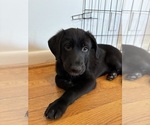 Puppy Greenie Shepradors