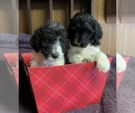 Small Photo #2 Labradoodle Puppy For Sale in LEXINGTON, NC, USA