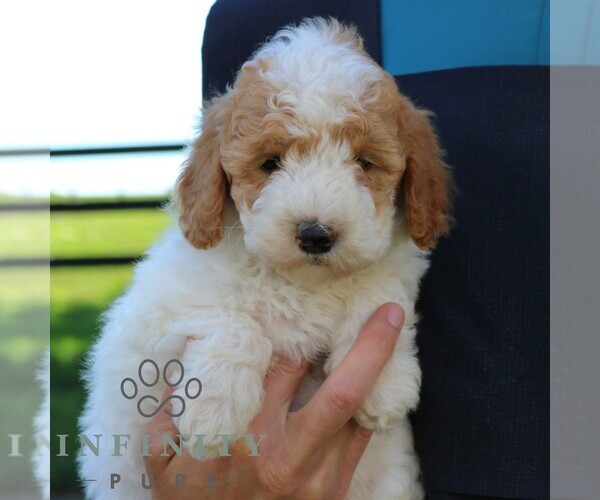 Medium Photo #5 Goldendoodle (Miniature) Puppy For Sale in EPHRATA, PA, USA