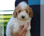 Small #4 Goldendoodle (Miniature)