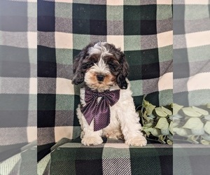 Poodle (Standard) Puppy for sale in NEW HOLLAND, PA, USA