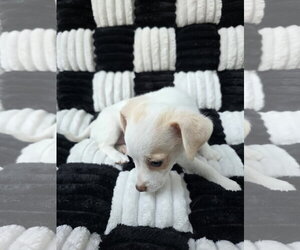 Opal - Female Chihuahua-Unknown Mix Dog for Adoption - Photo #5