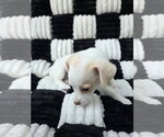 Small Photo #5 Chihuahua-Unknown Mix Puppy For Sale in San Francisco, CA, USA