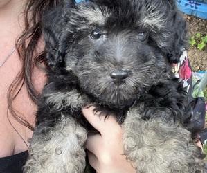 Poodle (Toy) Puppy for sale in MOLALLA, OR, USA
