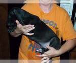 Small Photo #47 Great Dane Puppy For Sale in SPRAGGS, PA, USA