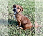 Small #3 Chiweenie
