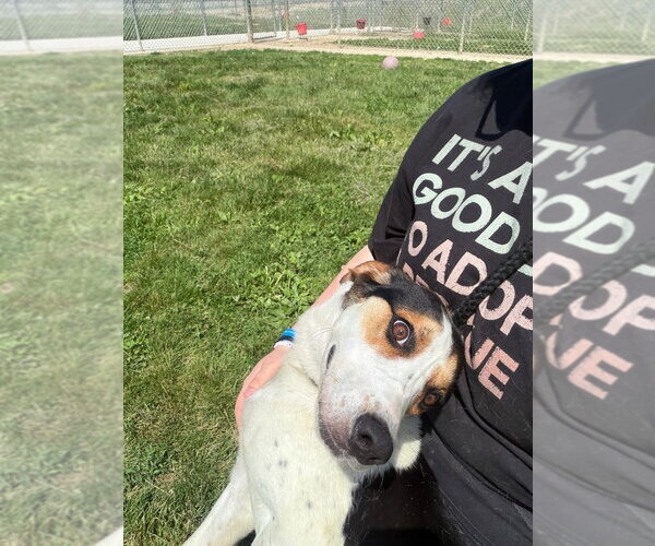 Medium Photo #3 Treeing Walker Coonhound Puppy For Sale in Pierceton , IN, USA