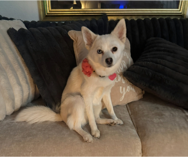 Medium Photo #245 Pomsky Puppy For Sale in LOVELAND, CO, USA