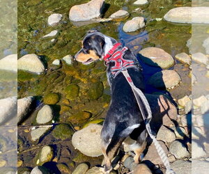 Roy - Male Mutt Dog for Adoption - Photo #14
