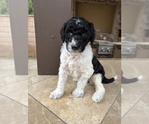 Poodle (Standard) Litter for sale in TEMECULA, CA, USA