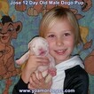 Small Photo #22 Dogo Argentino Puppy For Sale in PINEVILLE, MO, USA