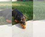 Small Photo #55 Rottweiler Puppy For Sale in OAK GLEN, CA, USA