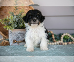 Puppy Trevor Poodle (Miniature)