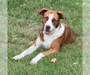 Sassie - Female Mutt Dog for Adoption - Photo #3