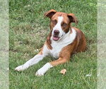 Small Photo #3 Mutt Puppy For Sale in Canton, CT, USA
