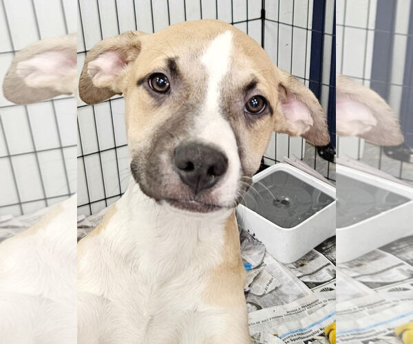 Medium Photo #1 Mutt Puppy For Sale in Royal Palm Beach, FL, USA