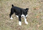 Small Photo #67 Boxer Puppy For Sale in CHILHOWEE, MO, USA