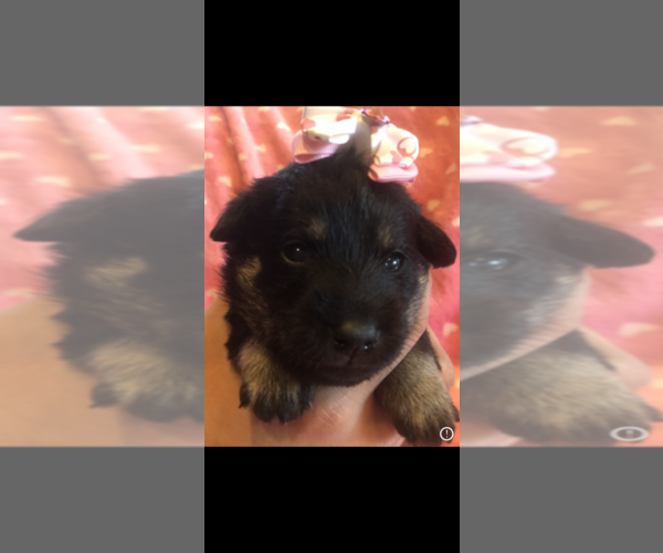 Medium Photo #3 Poodle (Toy)-Schnauzer (Miniature) Mix Puppy For Sale in SARASOTA, FL, USA