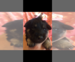 Small Photo #3 Poodle (Toy)-Schnauzer (Miniature) Mix Puppy For Sale in SARASOTA, FL, USA