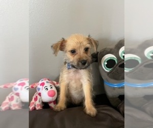 Boston Huahua-Schnauzer (Miniature) Mix Dog for Adoption in ROCHDALE VILL, New York USA