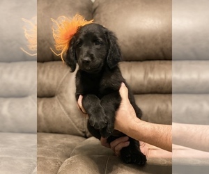 Golden Mountain Doodle  Puppy for Sale in LIVINGSTON, Texas USA