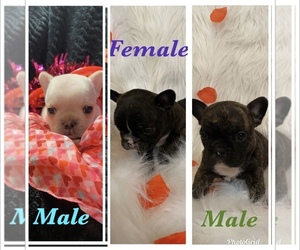 French Bulldog Puppy for sale in BETHEL, OH, USA