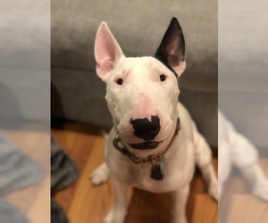 Father of the Miniature Bull Terrier puppies born on 11/19/2021
