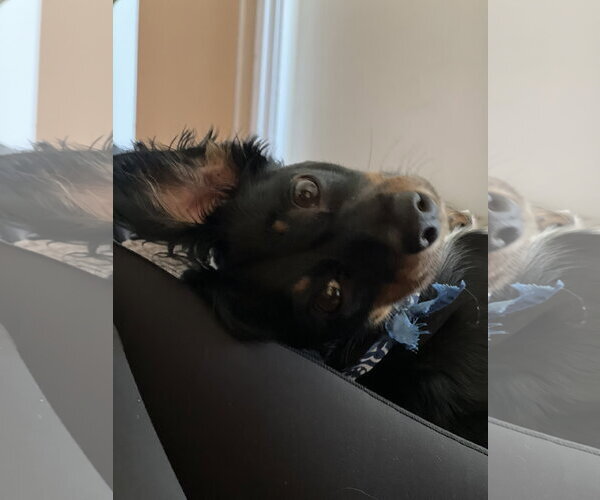 Medium Photo #2 Dachshund-Unknown Mix Puppy For Sale in Los Angeles, CA, USA