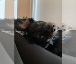Small #1 Dachshund Mix