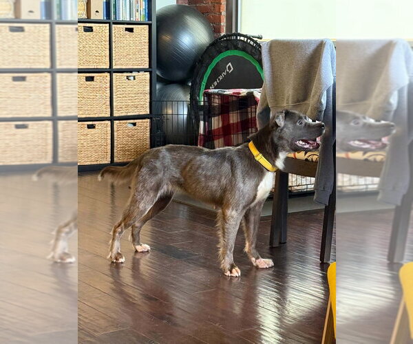 Medium Photo #2 Mutt Puppy For Sale in Springdale, PA, USA
