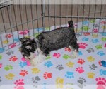 Small Photo #9 Schnauzer (Miniature) Puppy For Sale in ORO VALLEY, AZ, USA