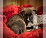 Small Photo #3 Labrador Retriever-Unknown Mix Puppy For Sale in Alexander, AR, USA